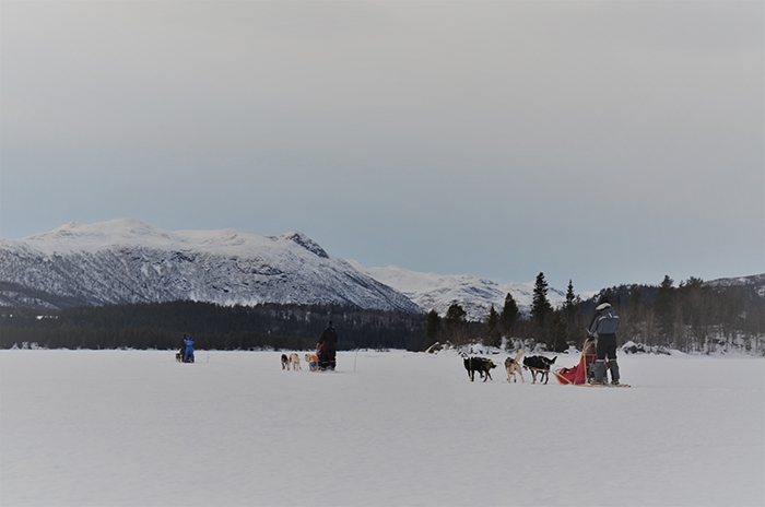 Hunde, Huskys am Schlitten im Schnee von der Seite auf einem See